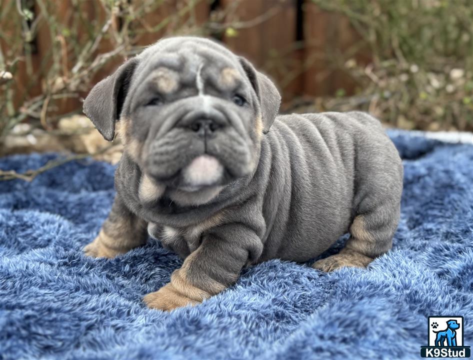 a english bulldog dog sitting on a blanket