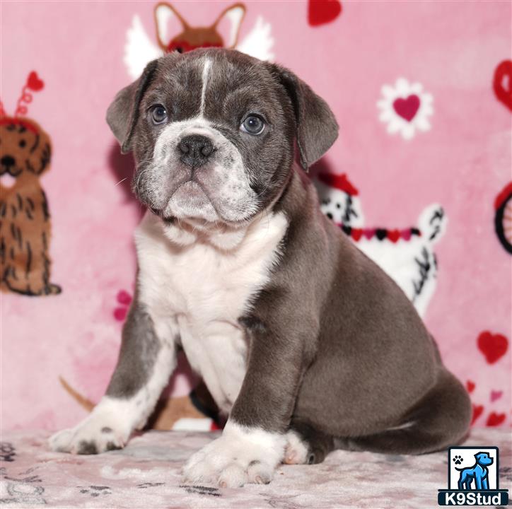 a english bulldog dog sitting on a carpet