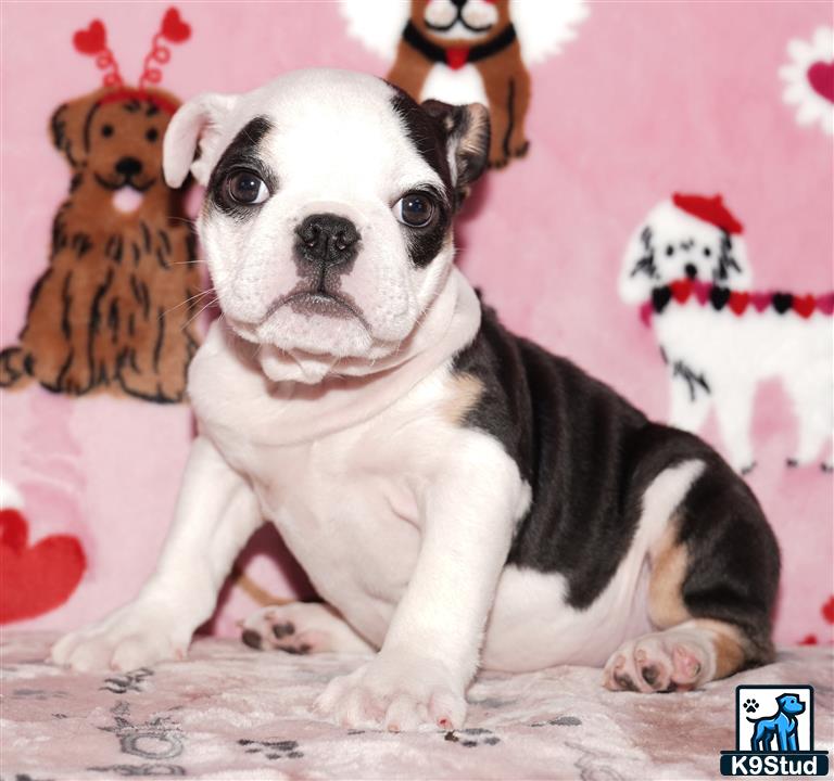 a english bulldog dog sitting on a bed