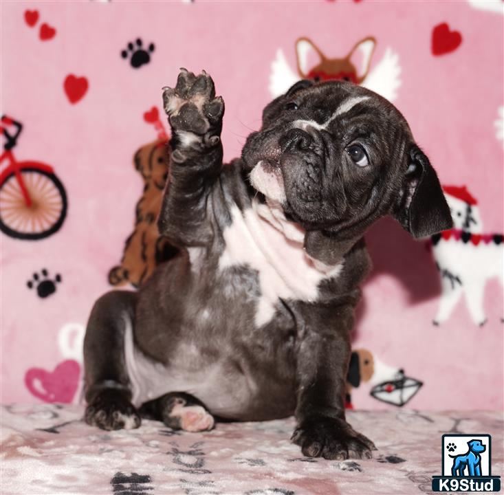 a english bulldog dog wearing a garment