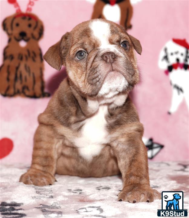 a english bulldog dog sitting on the floor