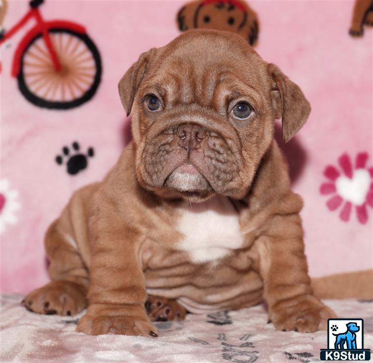 a english bulldog dog sitting on a table
