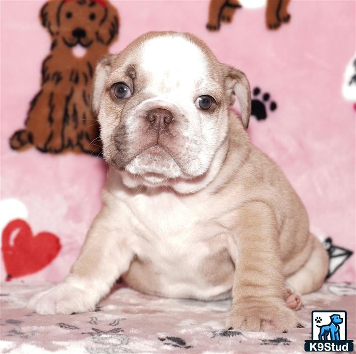 a english bulldog dog sitting on the ground