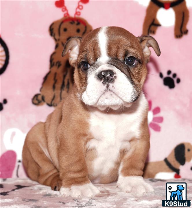 a english bulldog dog sitting on the floor