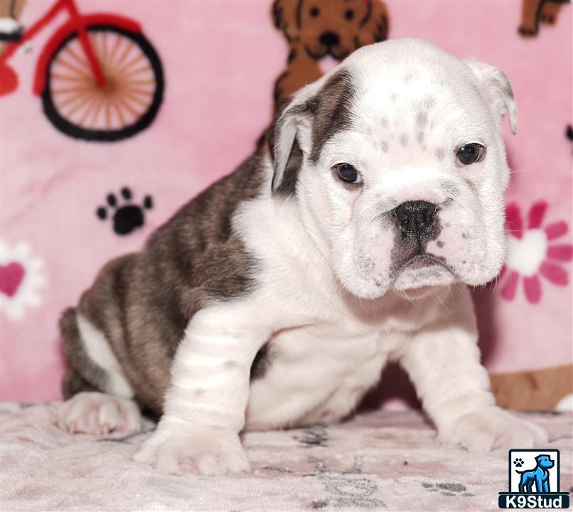 a english bulldog dog sitting on the floor