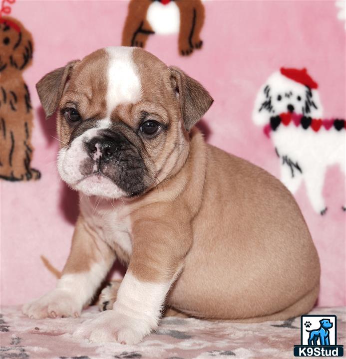 a english bulldog dog sitting on the floor
