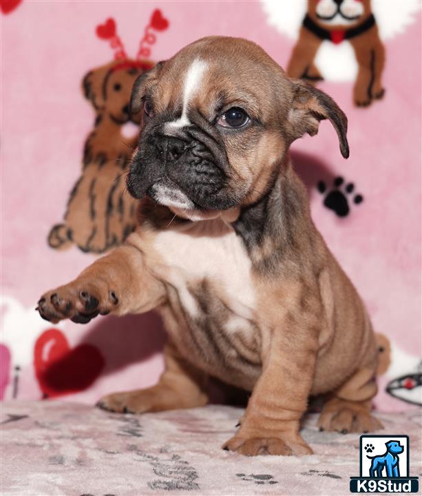 a english bulldog dog with a stuffed animal