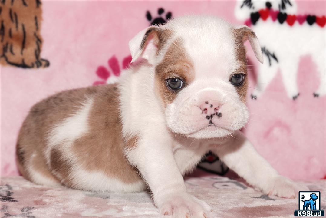a small white english bulldog dog