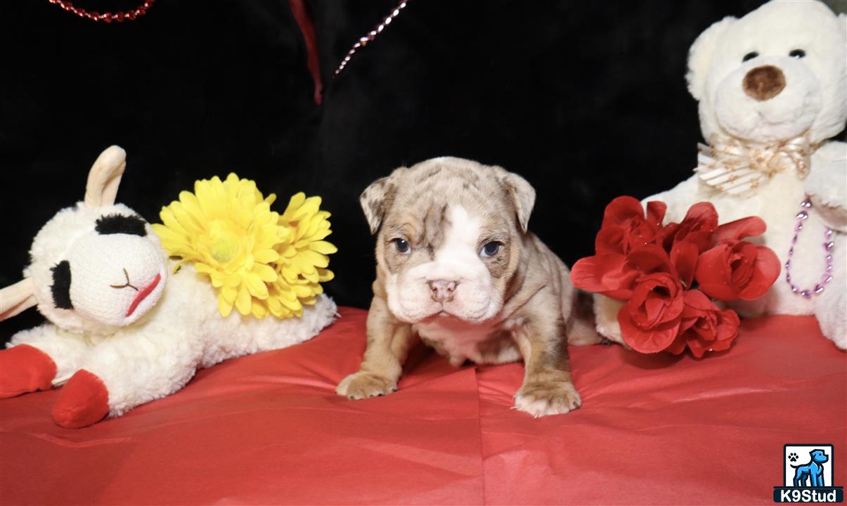 a english bulldog dog with flowers on its head