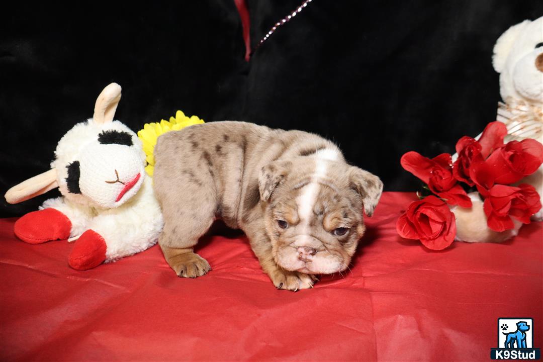 a lion lying on a red surface with flowers on it