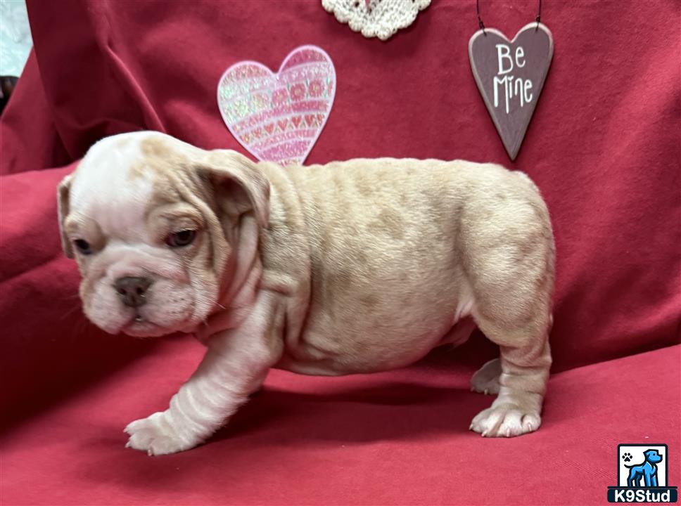 a english bulldog dog wearing a party hat