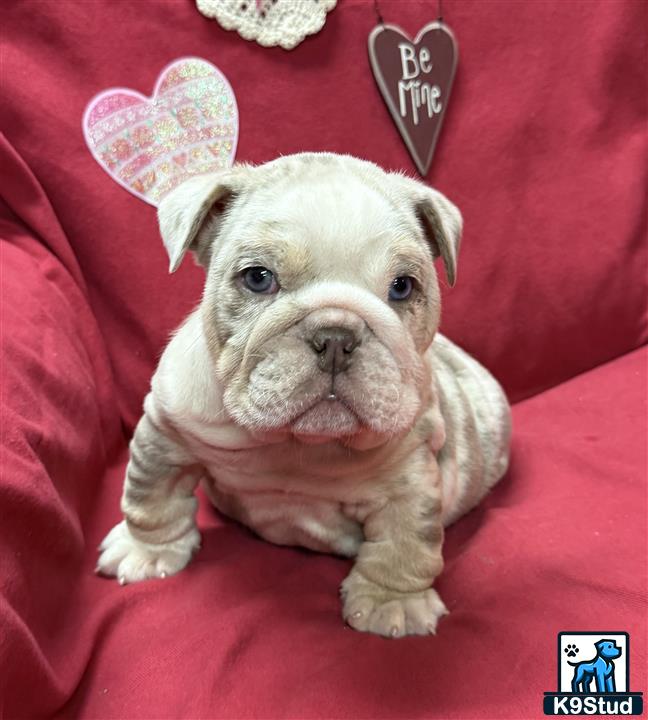 a english bulldog dog with a hat