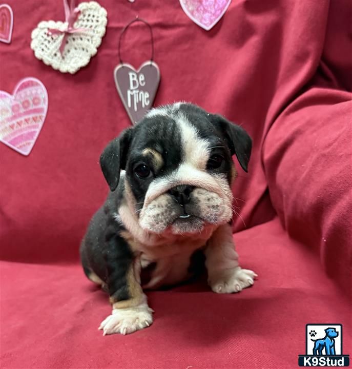 a english bulldog dog with a heart on its head