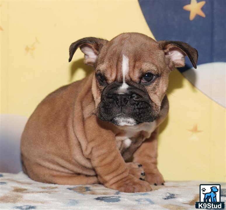 a english bulldog dog sitting on a bed