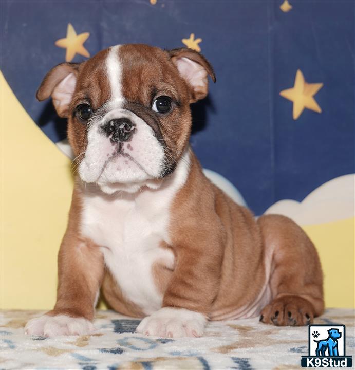 a english bulldog dog sitting on a bed