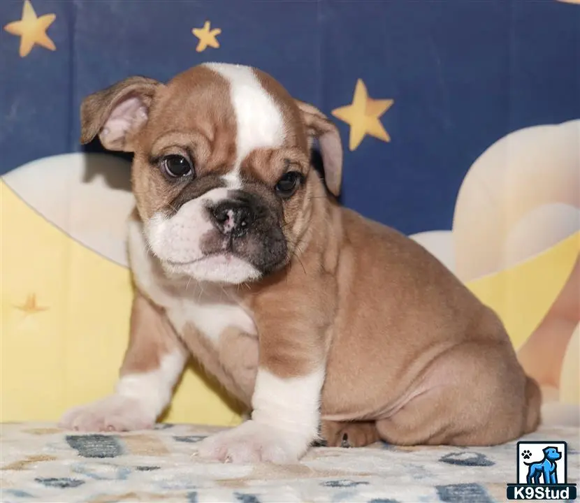 English Bulldog