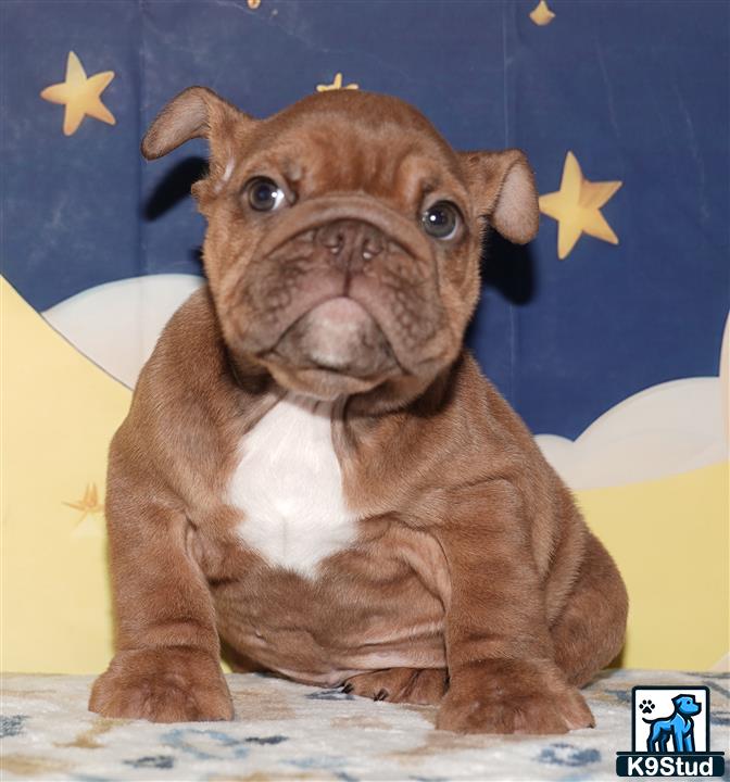 a english bulldog dog wearing a hat