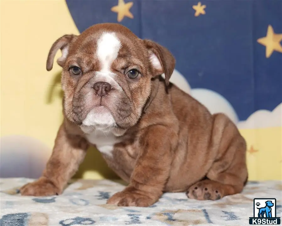 English Bulldog