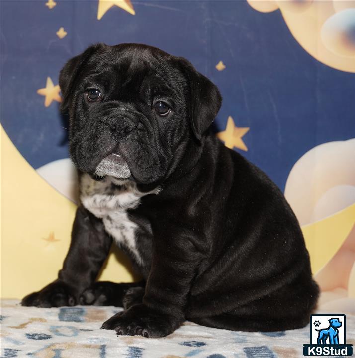 Error: Operation returned an invalid status code 429<br/>Stack Trace:    at Microsoft.Azure.CognitiveServices.Vision.ComputerVision.ComputerVisionClient.<DescribeImageInStreamWithHttpMessagesAsync>d__41.MoveNext()
--- End of stack trace from previous location where exception was thrown ---
   at System.Runtime.ExceptionServices.ExceptionDispatchInfo.Throw()
   at System.Runtime.CompilerServices.TaskAwaiter.HandleNonSuccessAndDebugger