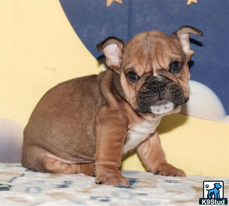 a small brown english bulldog dog