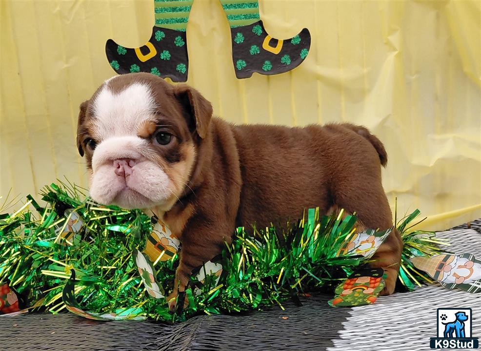 a english bulldog dog sitting in a basket with plants and a hat on top of it