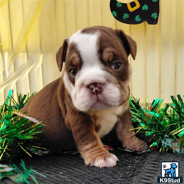 a english bulldog dog sitting on a table
