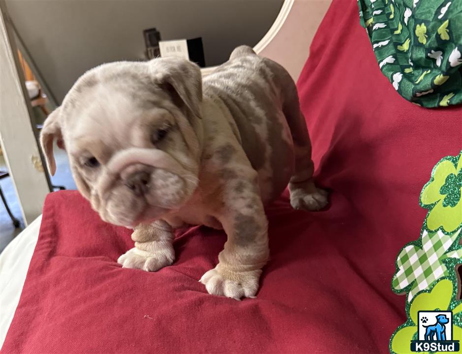 a english bulldog puppy on a bed