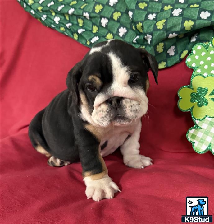 a english bulldog dog sitting on a red surface
