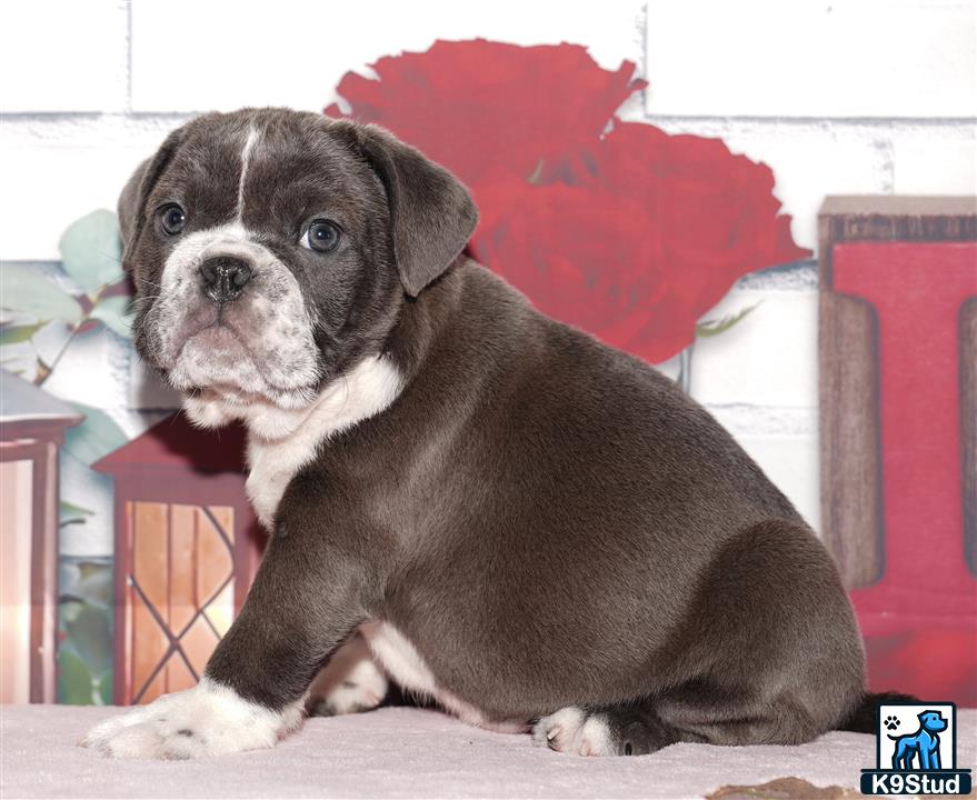 a english bulldog dog sitting on a wood surface