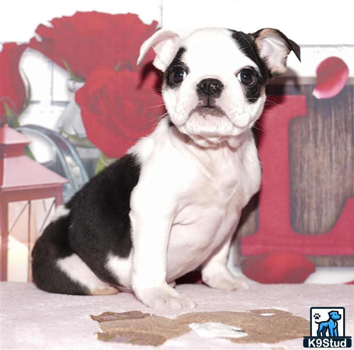 a english bulldog dog sitting on a carpet