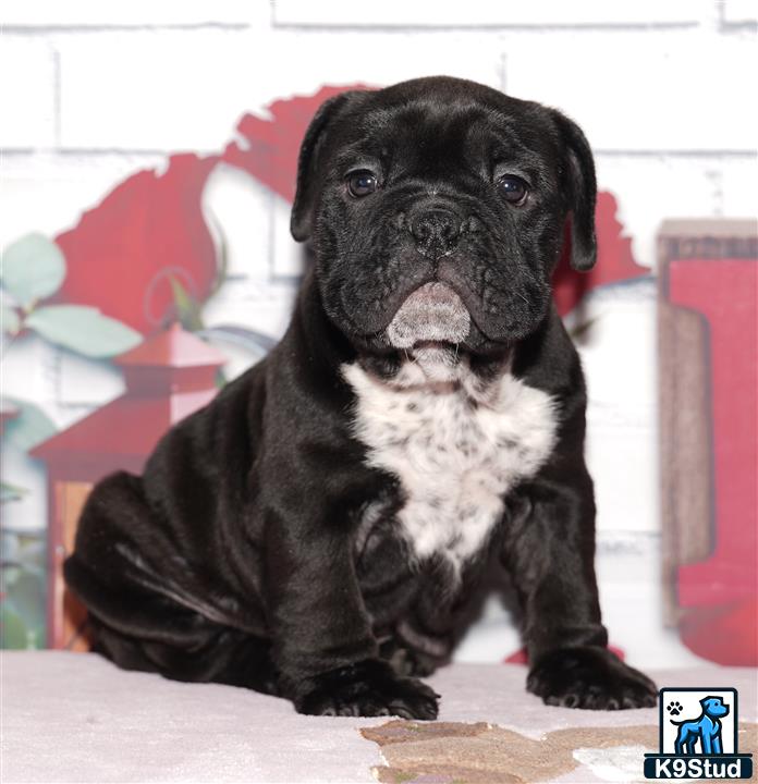 a english bulldog dog sitting on the ground