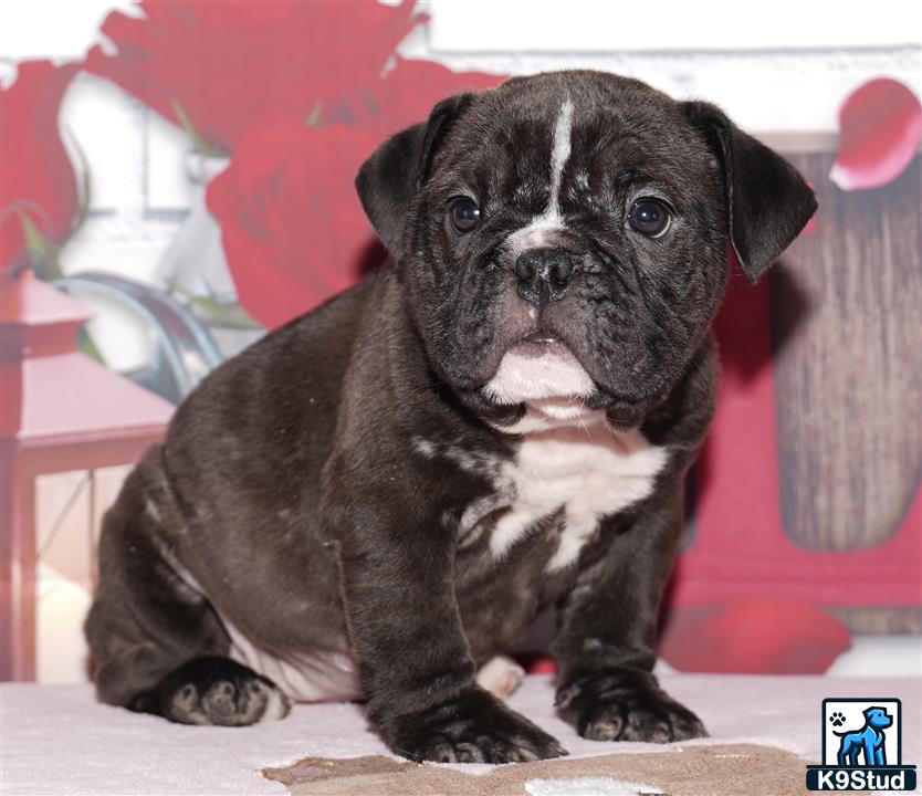 a small black and white english bulldog dog
