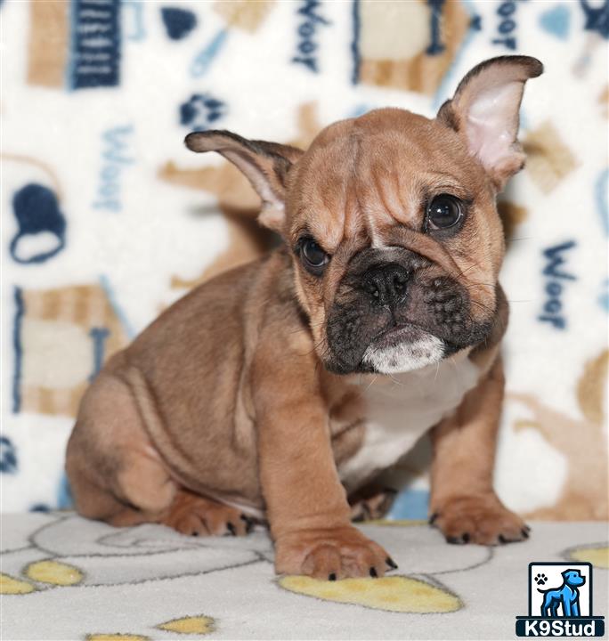 a small brown english bulldog dog
