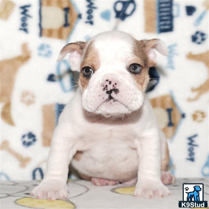 a small white english bulldog dog