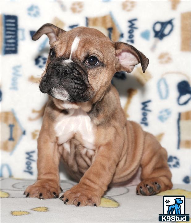 a small brown and white english bulldog puppy