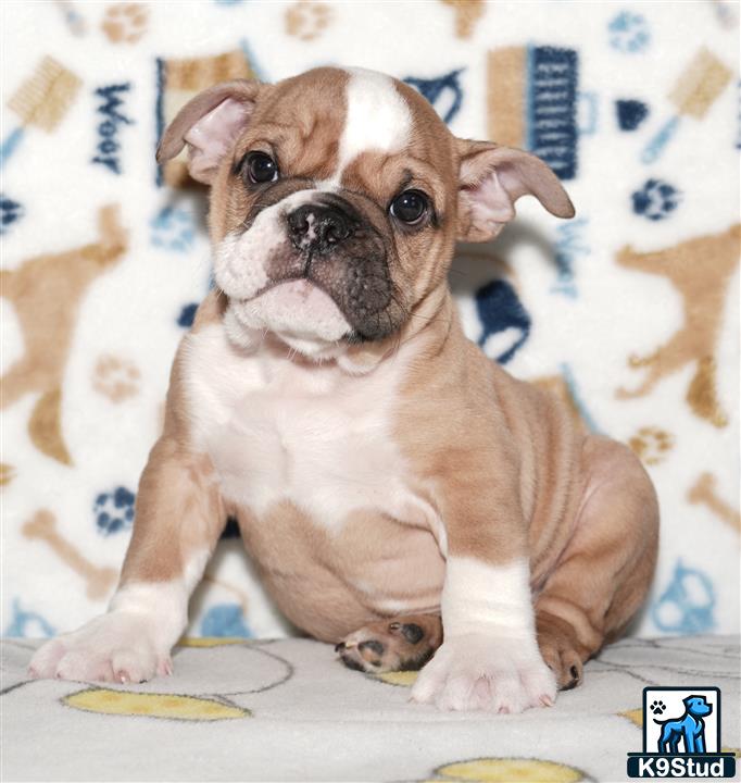 a english bulldog dog sitting on a bed