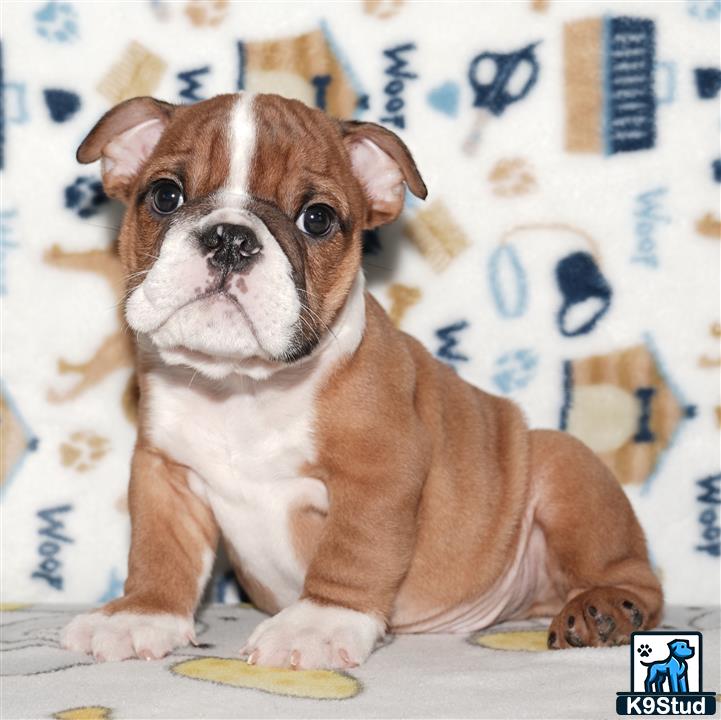 a english bulldog dog sitting on a table