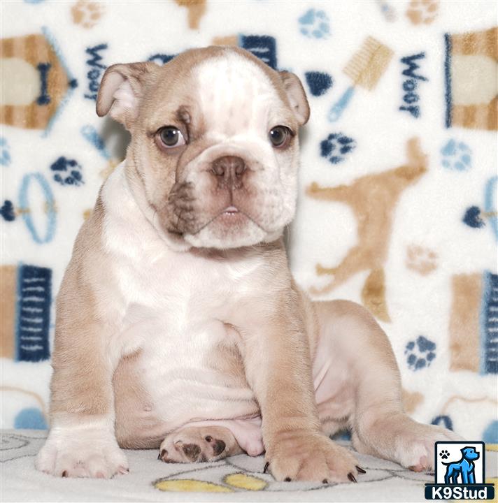 a english bulldog dog sitting on a bed