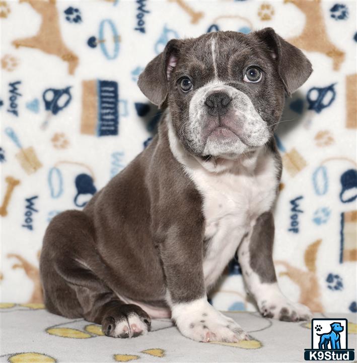 a english bulldog dog sitting on a bed