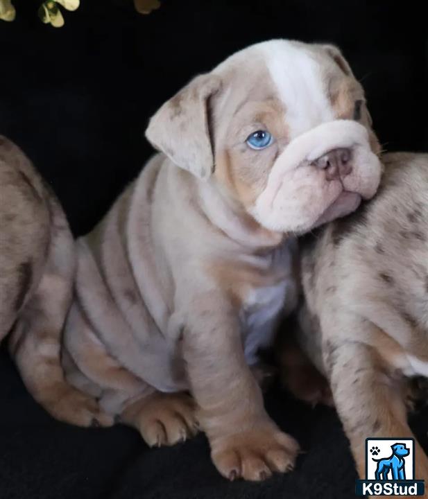 a english bulldog puppy with a white face