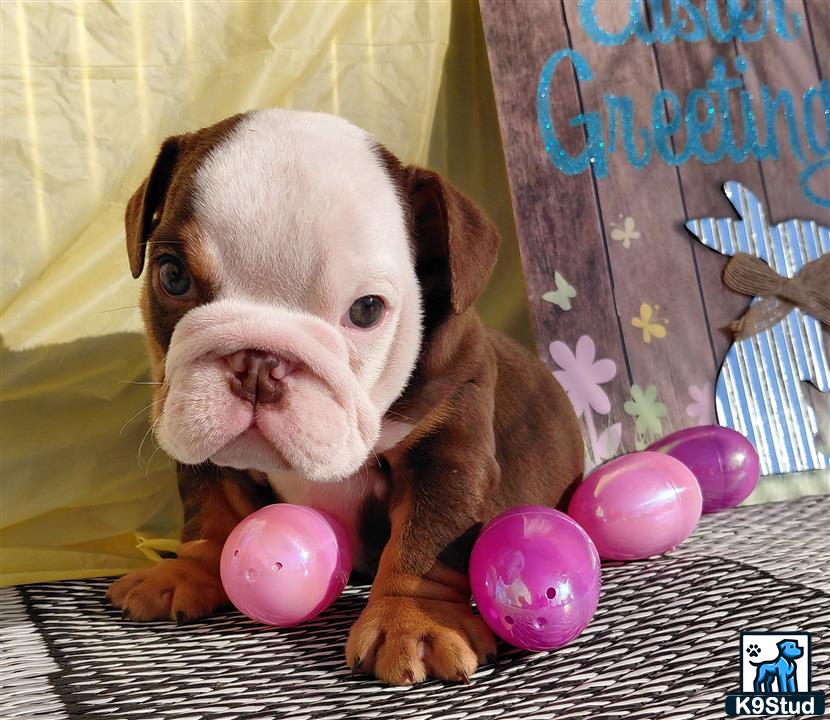 a english bulldog dog with a bunch of eggs