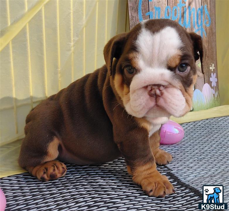 a english bulldog puppy with a ball in its mouth
