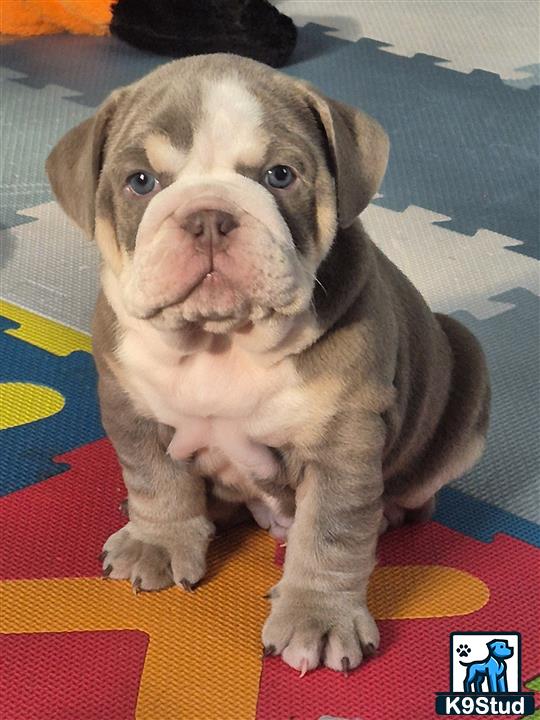 a english bulldog puppy sitting on a rug