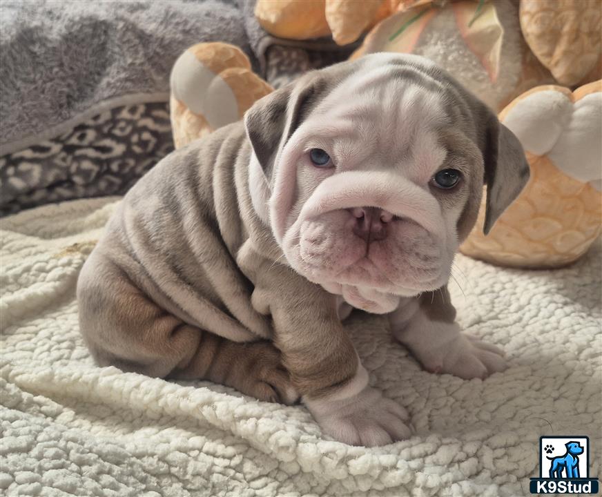 a english bulldog dog wearing a sweater