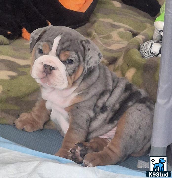 a english bulldog puppy sitting on a blanket