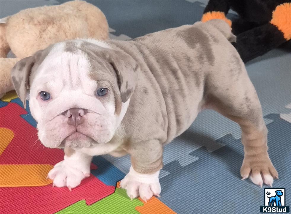 a english bulldog puppy lying on a blanket