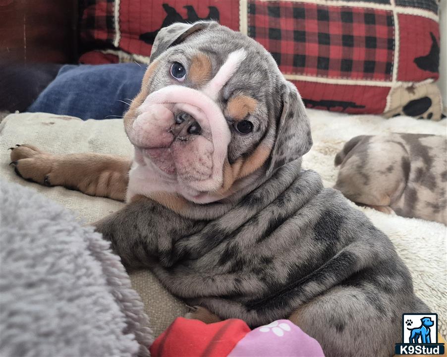 a english bulldog dog lying on a blanket