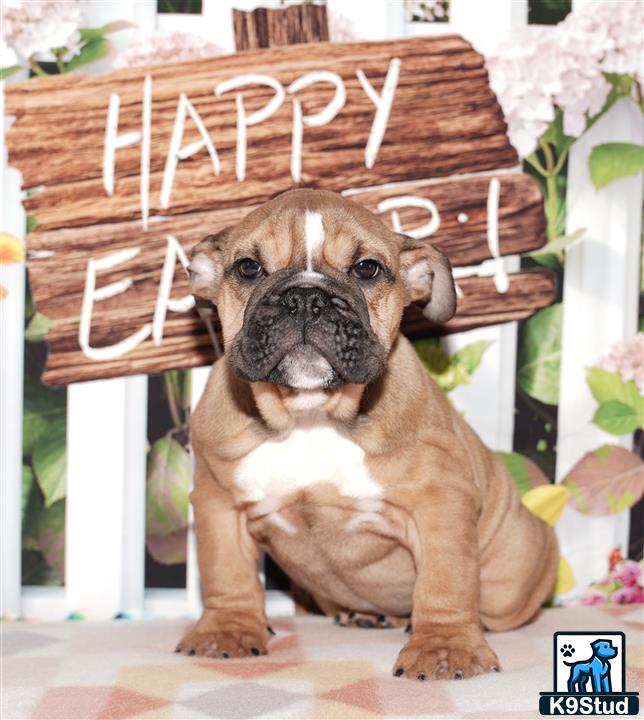 a english bulldog dog wearing a basket