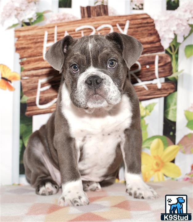 a english bulldog dog sitting on a chair