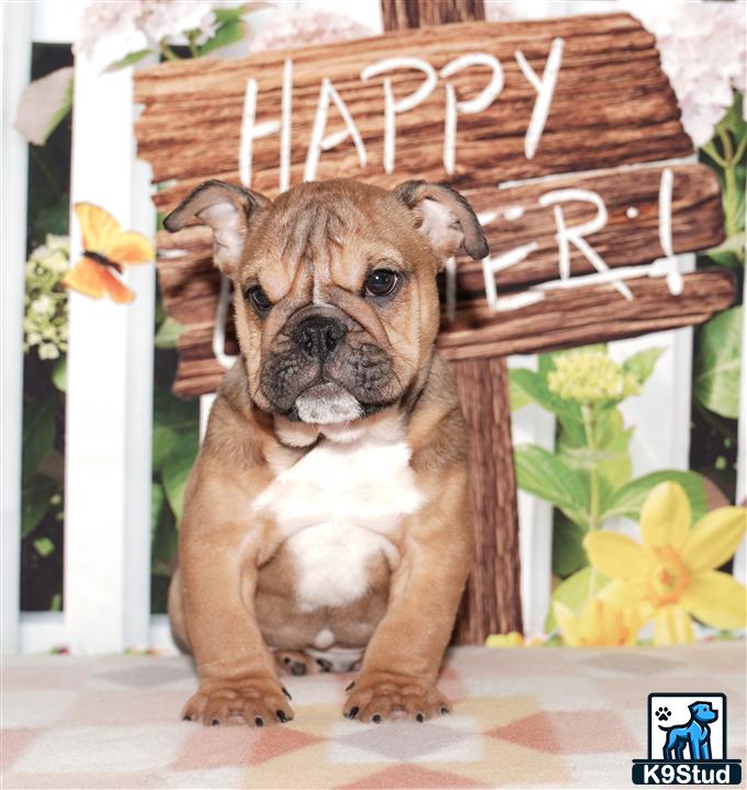 a english bulldog dog sitting in a chair